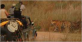 Explora India con Tiger (13 das) | Vacaciones de vida silvestre de la India todo incluid | Tailor Made Tours | Viajes India, Paquetes de Viaje, Planes