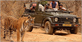 Tringulo de Oro con Tiger (8 Das) | Taj Mahal Tours de la India todo incluid | India Holidays | Tailor Made Tours | Viajes India, Paquetes de Viaje, plan de viajes